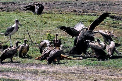 Vulture, Masai Mara 011018
