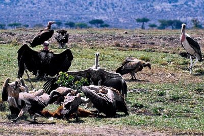 Vulture, Masai Mara 011021