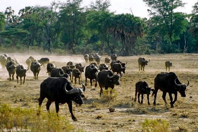 Buffalo, Samburu 020512