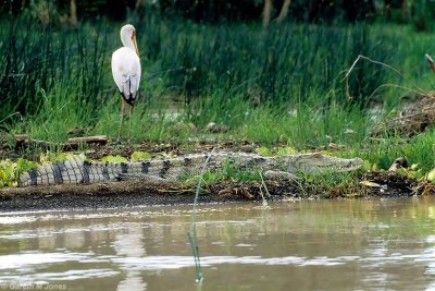 Crocodile, Baringo 0211