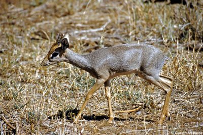 Dik Dik, Samburu 010504