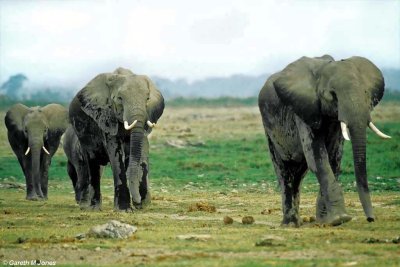 Elephant, Amboseli 020124