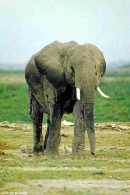 Elephant, Amboseli 020127