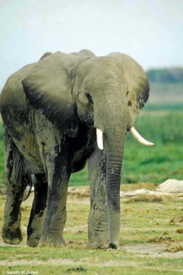 Elephant, Amboseli 020128