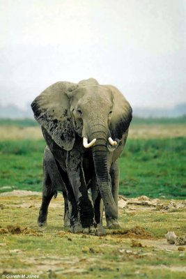 Elephant, Amboseli 020129