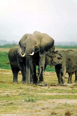Elephant, Amboseli 020131