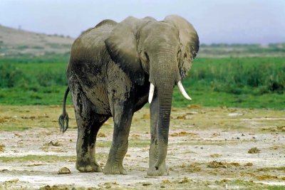 Elephant, Amboseli 020132