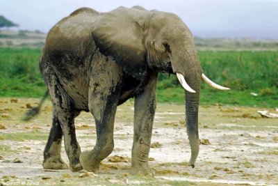 Elephant, Amboseli 020133