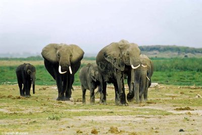 Elephant, Amboseli 020134