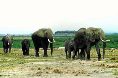 Elephant, Amboseli 020135