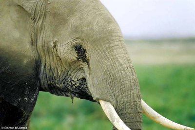 Elephant, Amboseli 020136