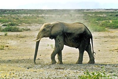 Elephant, Amboseli 020506