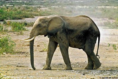Elephant, Amboseli 020507
