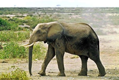 Elephant, Amboseli 020508
