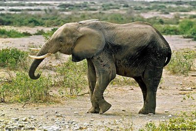 Elephant, Amboseli 020509