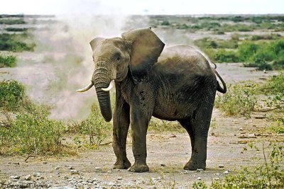 Elephant, Amboseli 020510