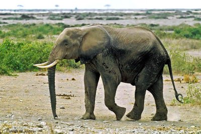 Elephant, Amboseli 020513