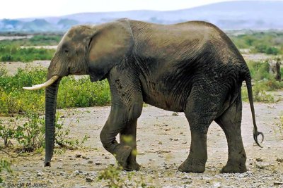 Elephant, Amboseli 020514