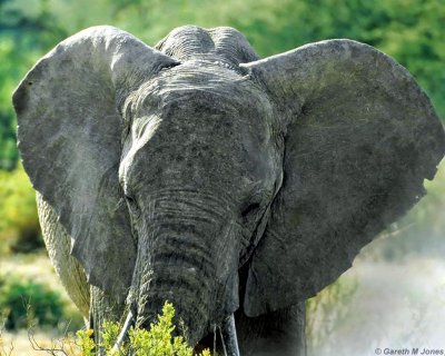 Elephant, Samburu 010202