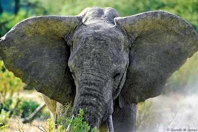 Elephant, Samburu 010203
