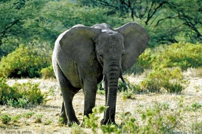 Elephant, Samburu 010134