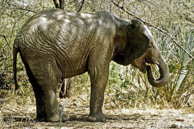 Elephant, Samburu 011120
