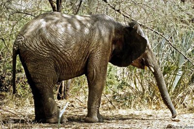 Elephant, Samburu 011121