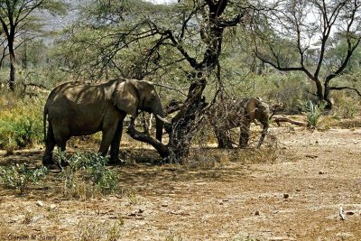 Elephant, Samburu 011123