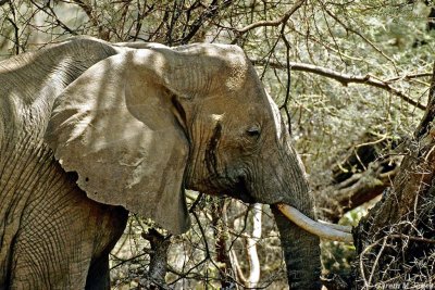 Elephant, Samburu 011128