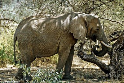 Elephant, Samburu 011129