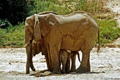 Elephant, Samburu 011229