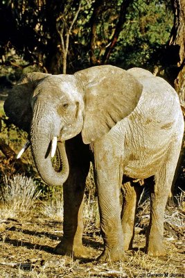 Elephant, Samburu 011309