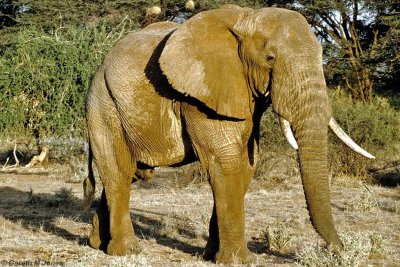 Elephant, Samburu 011312