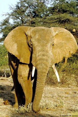 Elephant, Samburu 011319