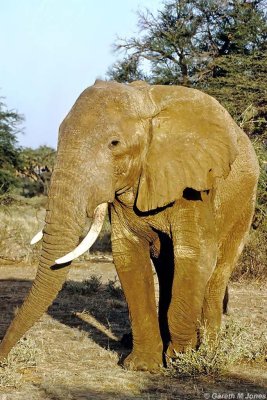Elephant, Samburu 011320