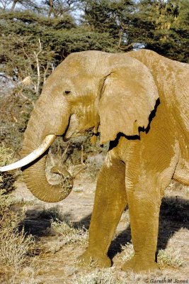 Elephant, Samburu 011322
