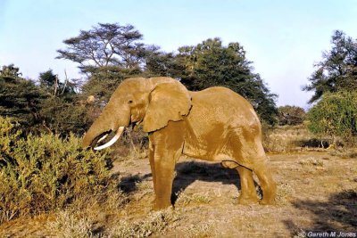Elephant, Samburu 011328