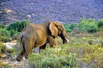 Elephant, Samburu 011401