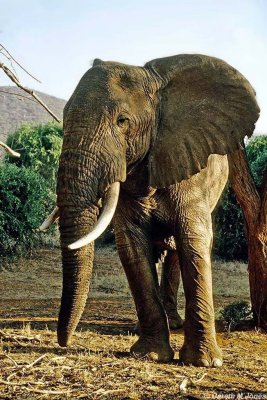 Elephant, Samburu 011432
