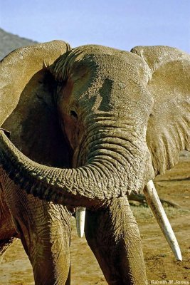 Elephant, Samburu 011508