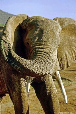 Elephant, Samburu 011509