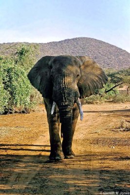 Elephant, Samburu 011511