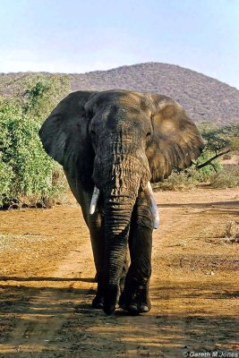 Elephant, Samburu 011512