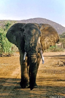 Elephant, Samburu 011513