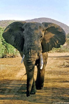 Elephant, Samburu 011514