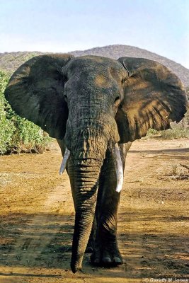 Elephant, Samburu 011515