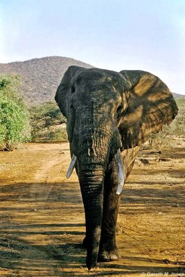 Elephant, Samburu 011517