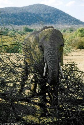 Elephant, Samburu 020111