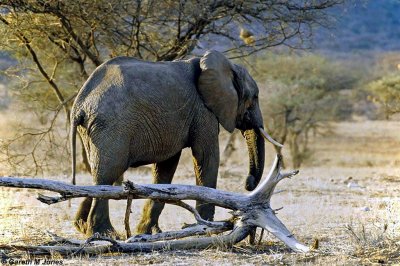 Elephant, Samburu 020403