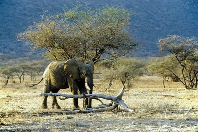 Elephant, Samburu 020402